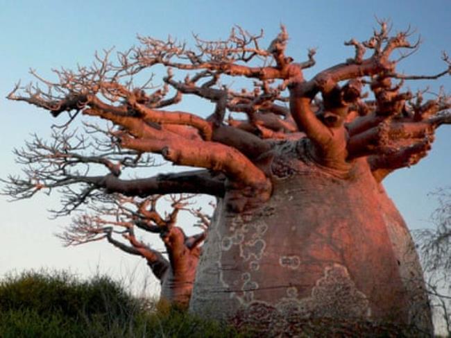 A tree looking like it is upside down, with a peculiarly huge trunk and spindly branches 